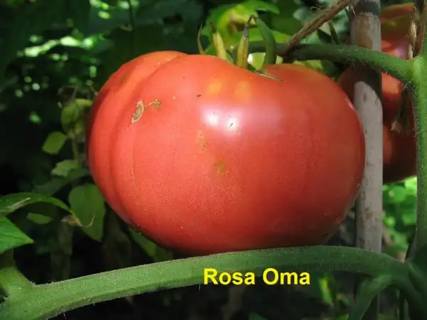 Tomaten: Rosa Oma