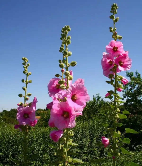 Blumen: Rosa Stockrose