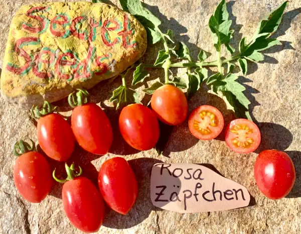 Tomaten: Rosa Zäpfchen