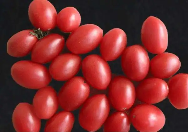 Tomaten: Rosa Zäpfchen