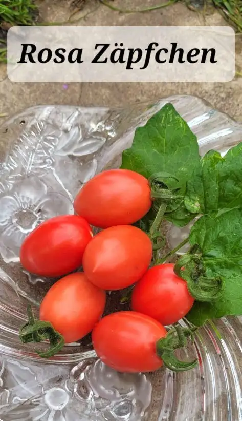 Tomaten: Rosa Zäpfchen