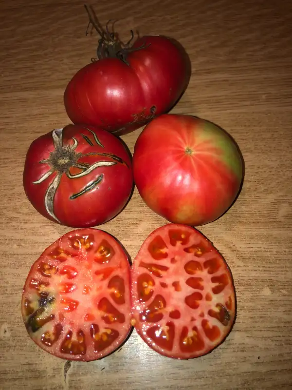 Tomaten: Rosado de Ayerbe