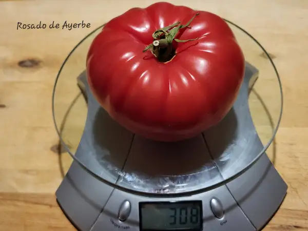 Tomaten: Rosado de Ayerbe