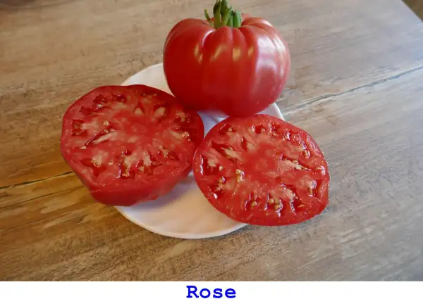 Tomaten: Rose