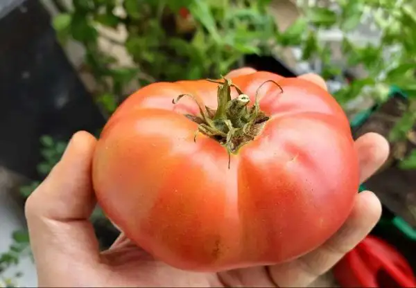 Tomaten: Rose