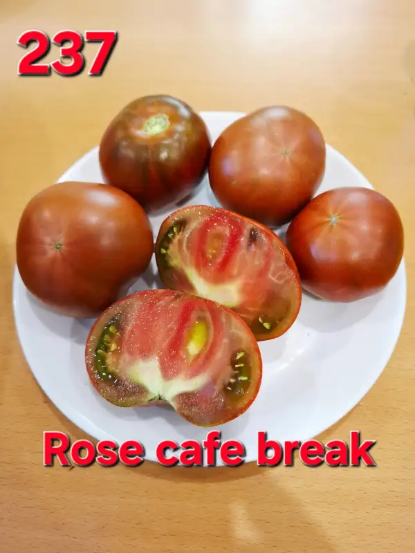 Tomaten: Rose cafe break