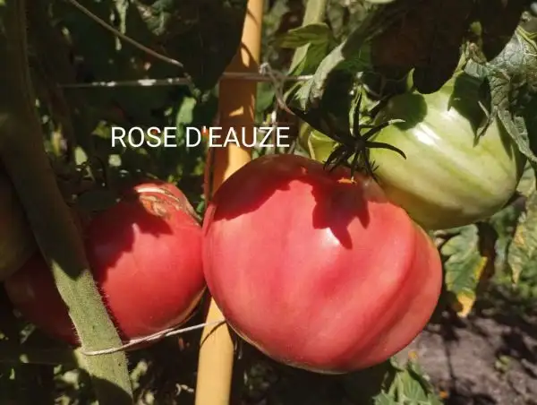 Tomaten: Rose d