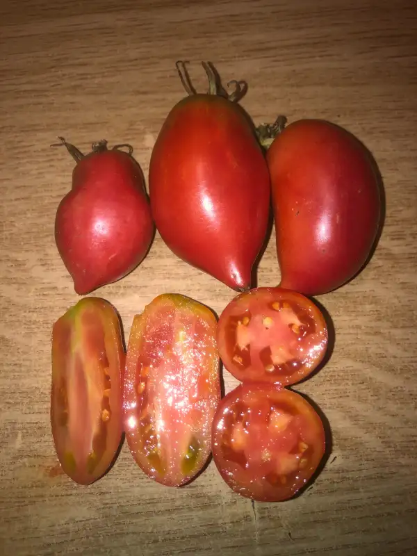 Tomaten: Rose d