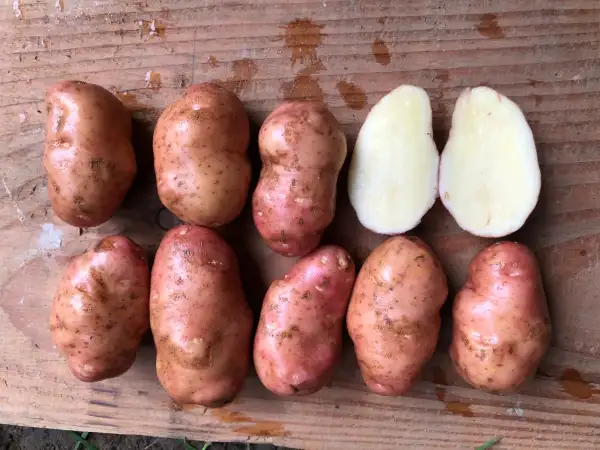 Kartoffeln: Rose de Guipavas