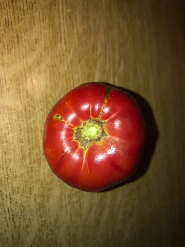 Tomaten: Rose de Pessac