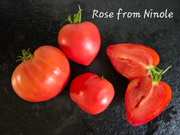 Tomaten: Rose from Ninole