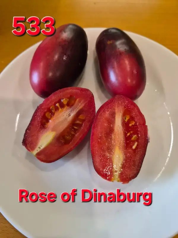 Tomaten: Rose of Dinaburg