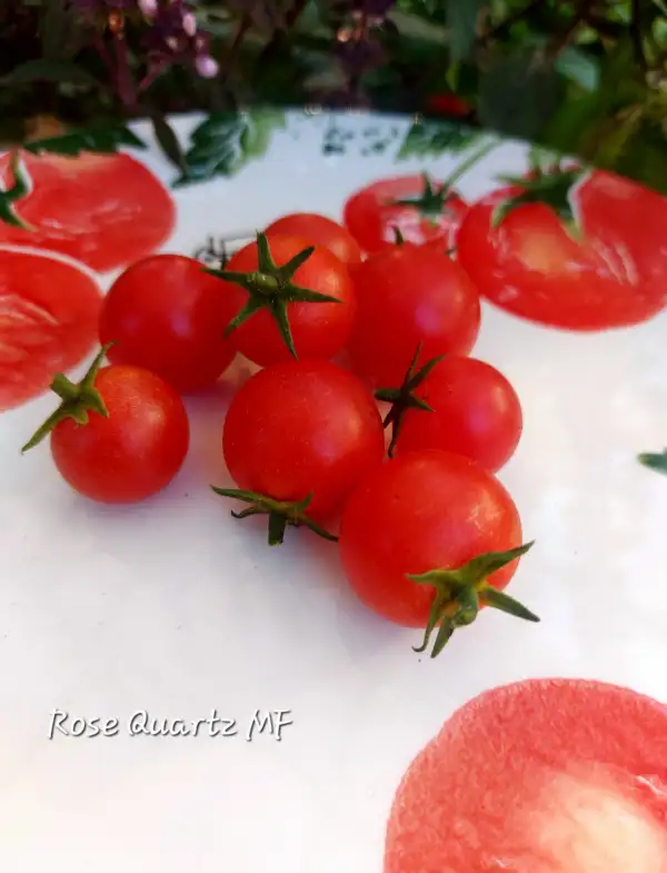 Tomaten: Rose Quartz Multiflora