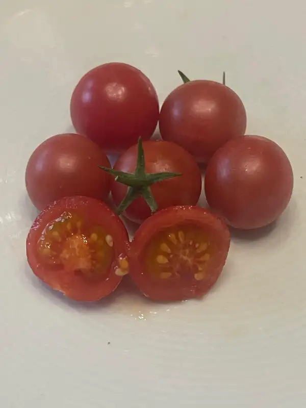 Tomaten: Rose Quartz Multiflora Hängetomate 150cm