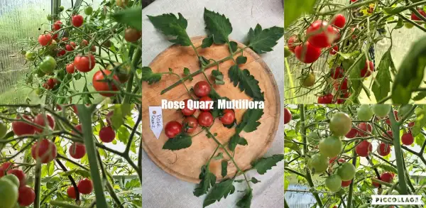 Tomaten: Rose Quarz - Multiflora