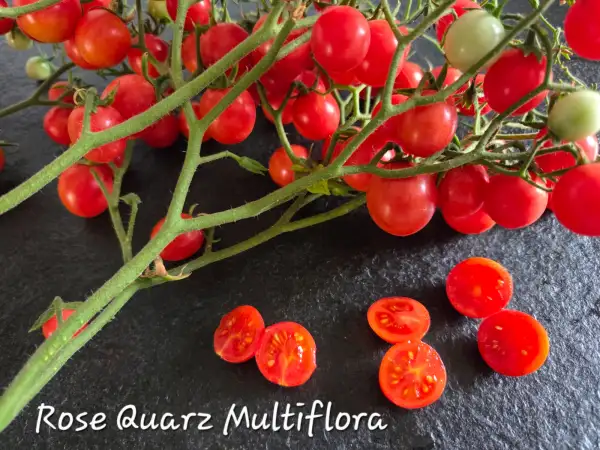 Tomaten: Rose Quarz Multiflora