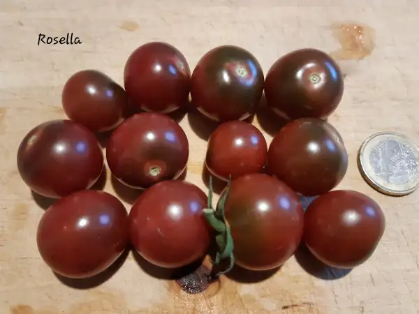 Tomaten: Rosella