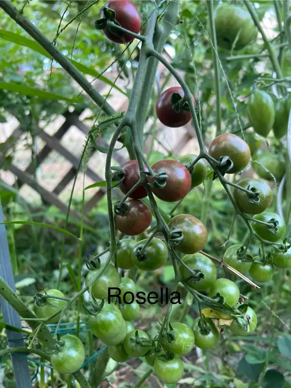 Tomaten: Rosella
