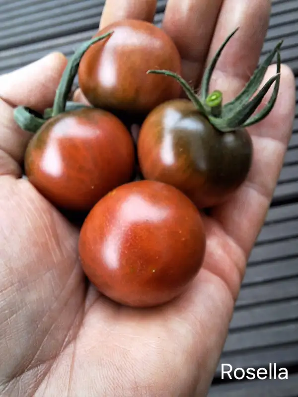 Tomaten: Rosella