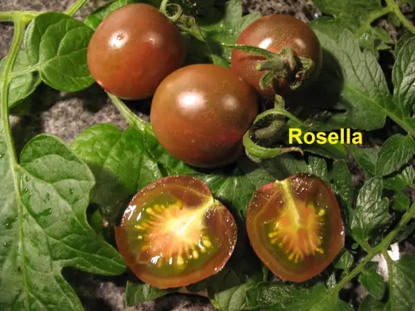 Tomaten: Rosella