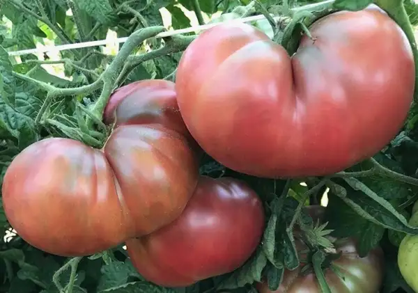 Tomaten: Rosella Purple