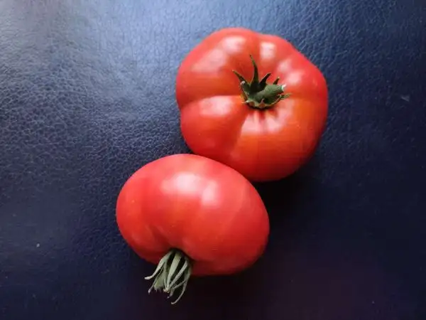 Tomaten: Rosella Purple