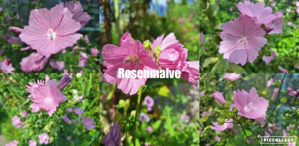 Blumen: Rosen-Malve