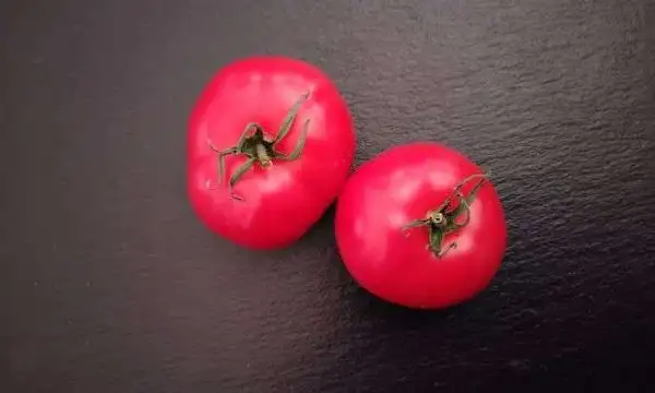 Tomaten: Rosenstock