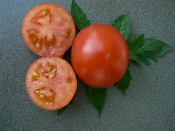 Tomaten: Rosenstock