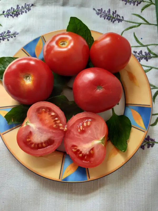 Tomaten: Rosenstock