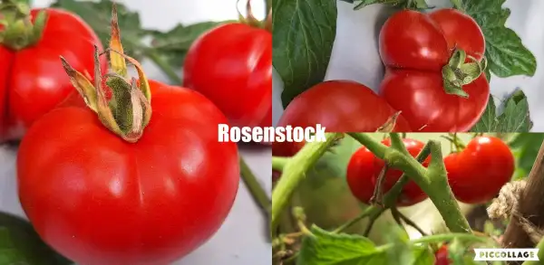 Tomaten: Rosenstock