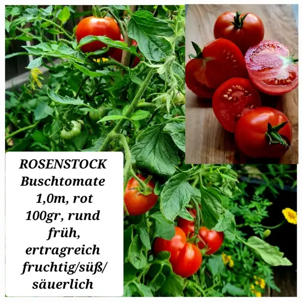 Tomaten: Rosenstock