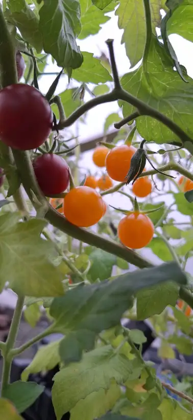 Tomaten: Rosi Marunte Kuckuck.