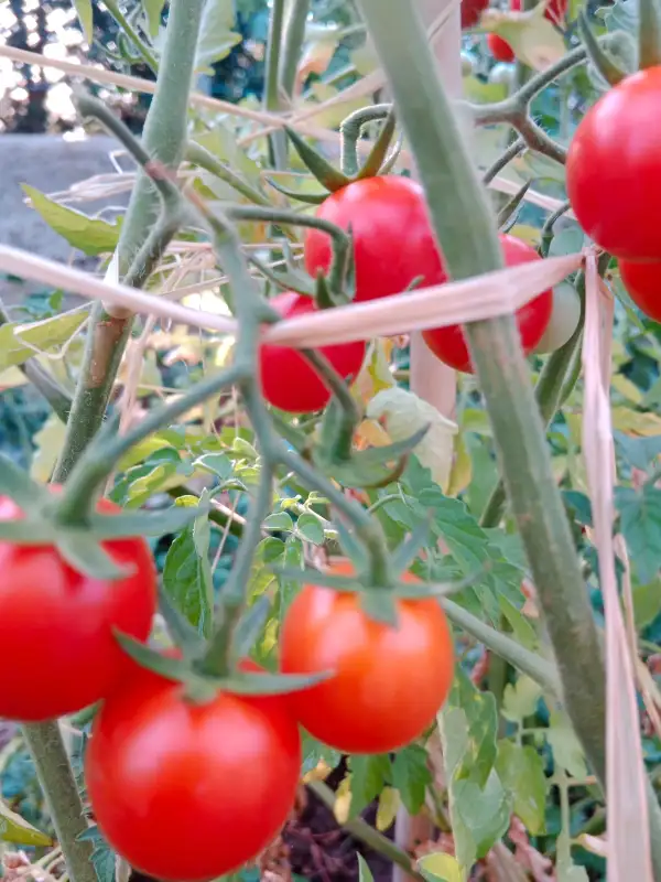Tomaten: Rosii Marunte