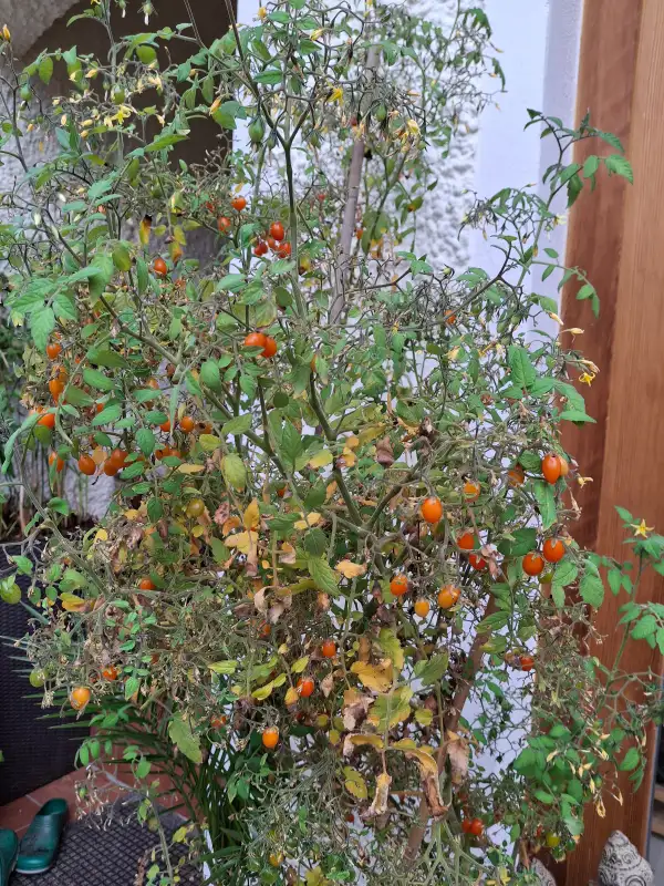 Tomaten: Rosinentomate