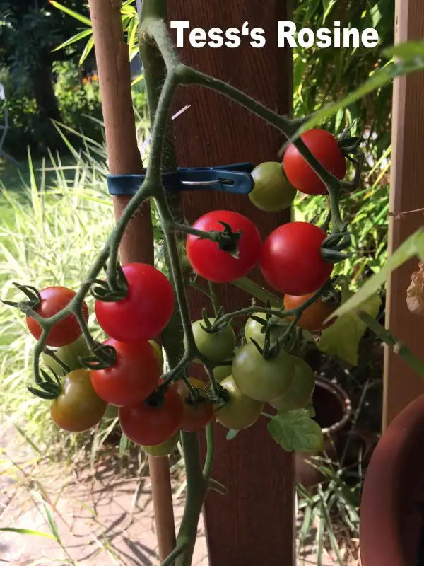 Tomaten: Rosinentomate Tess