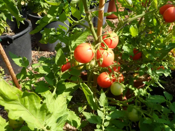 Tomaten: Rosovij ( Kat# 2164 )