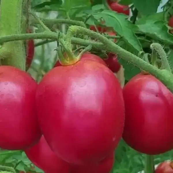 Tomaten: Rosoviy Scherbet- Розовый шербет