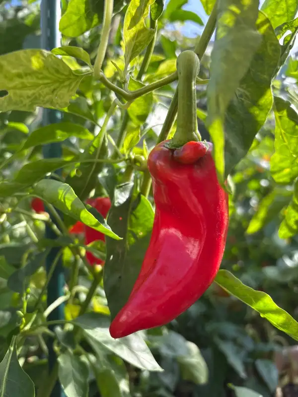 Chili / Paprika: Rosso