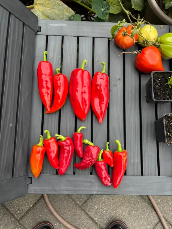 Chili / Paprika: Rosso