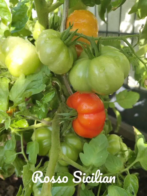 Tomaten: Rosso Sicilian