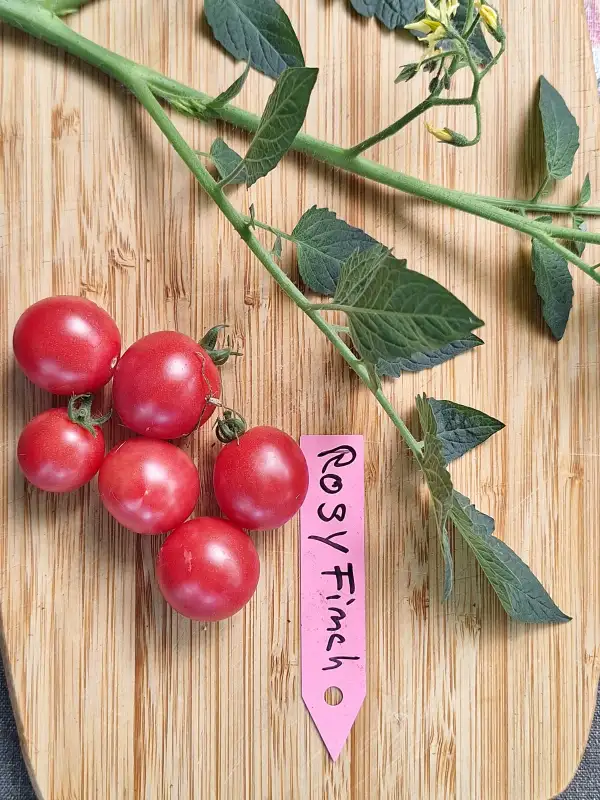 Tomaten: Rosy Finch - Zwergtomate