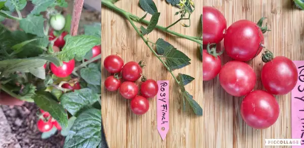 Tomaten: Rosy Finch - Zwergtomate