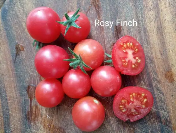 Tomaten: Rosy Finch