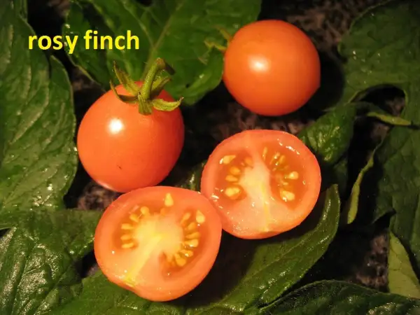 Tomaten: Rosy Finch