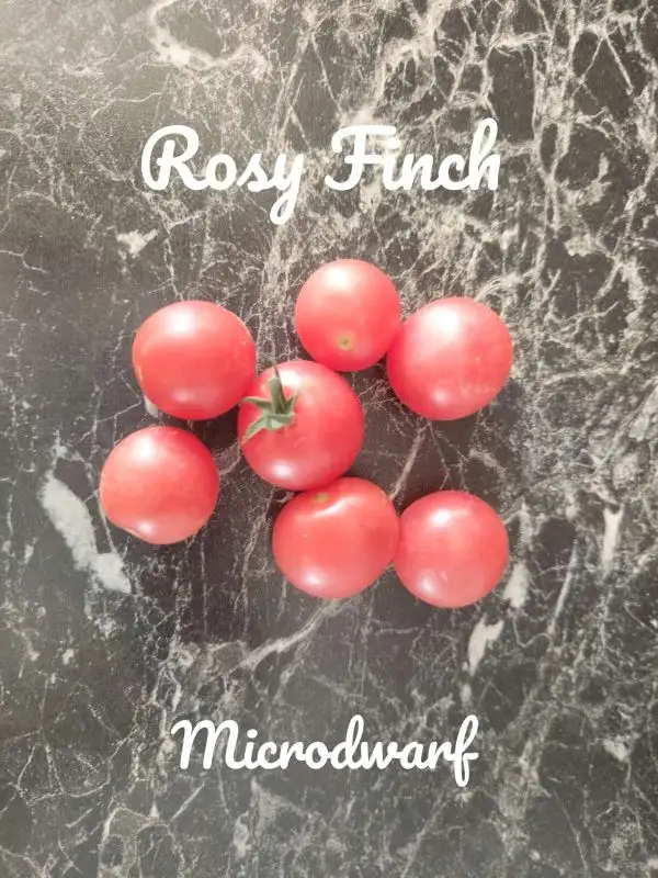 Tomaten: Rosy Finch