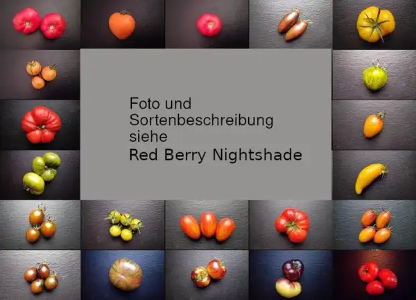 Tomaten: Rotbeeriger Nachtschatten