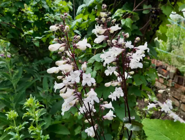 Stauden / Gehölz: Rotblättriger Fingerhut-Bartfaden, penstemon digitalis 