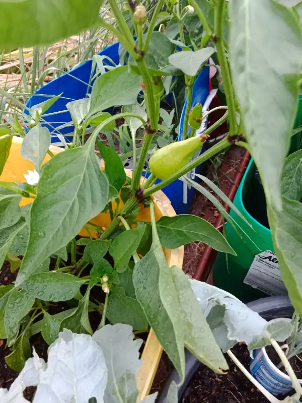 Paprika: Rote Augsburger