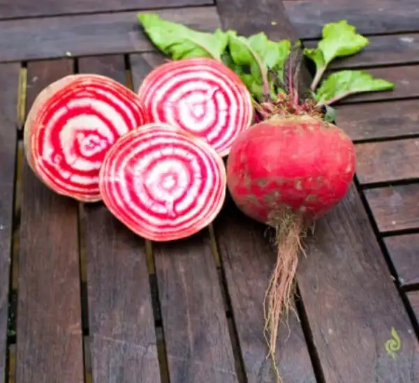 andere Gemüse: Rote Beete "Tonda Di Chioggia"